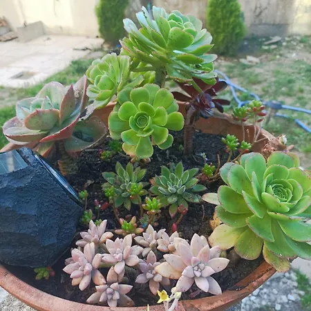 Cavado Terrace
