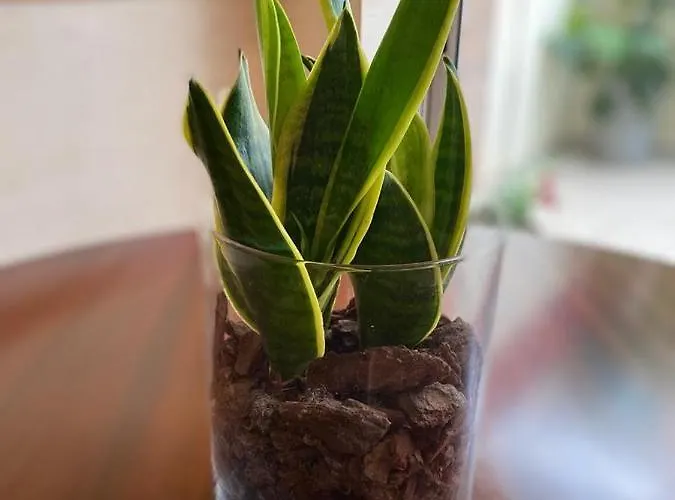 Cavado Terrace Parada de Tibaes