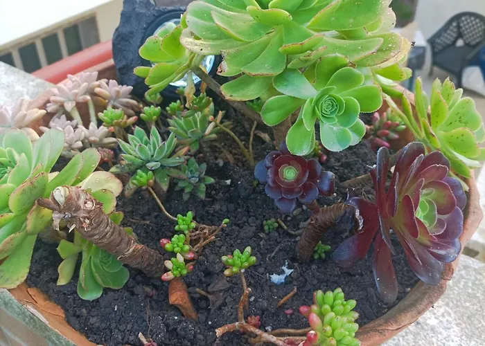 Cavado Terrace 3* Parada de Tibaes